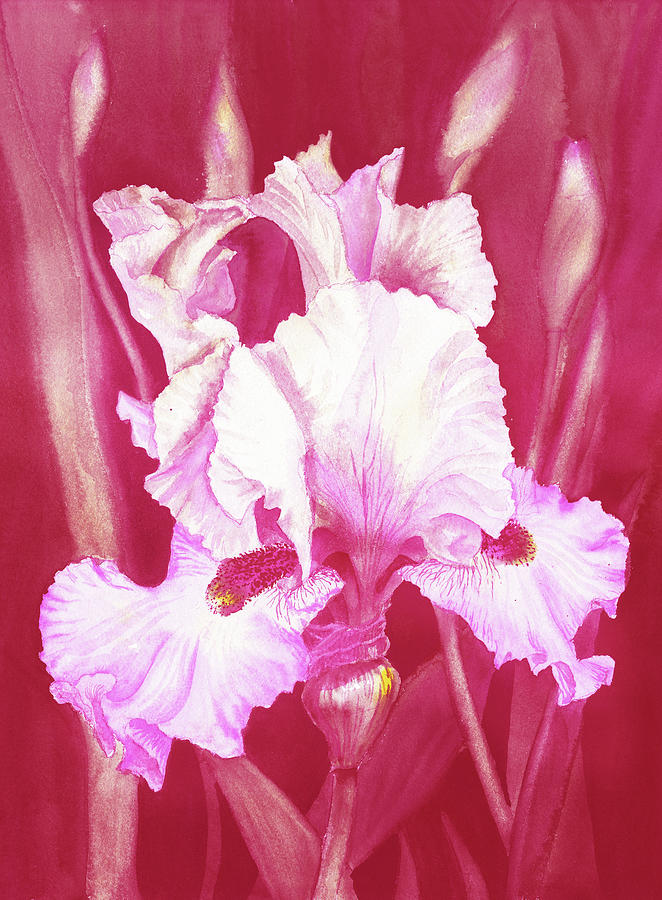 Pink Iris Flower In The Garden Watercolor   Painting by Irina Sztukowski