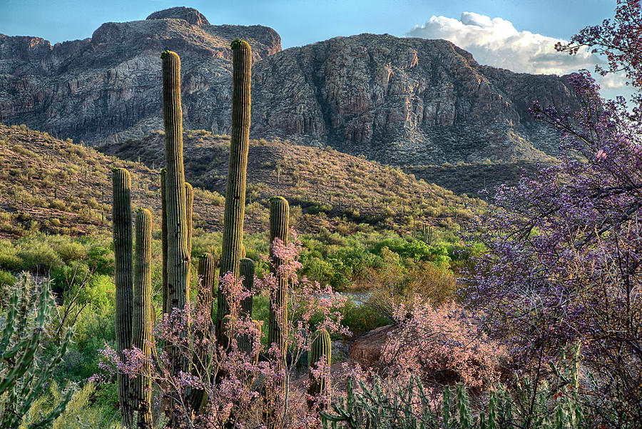 Pink Ironwood blooming with Saguaro Cactus Photograph by Dave Dilli