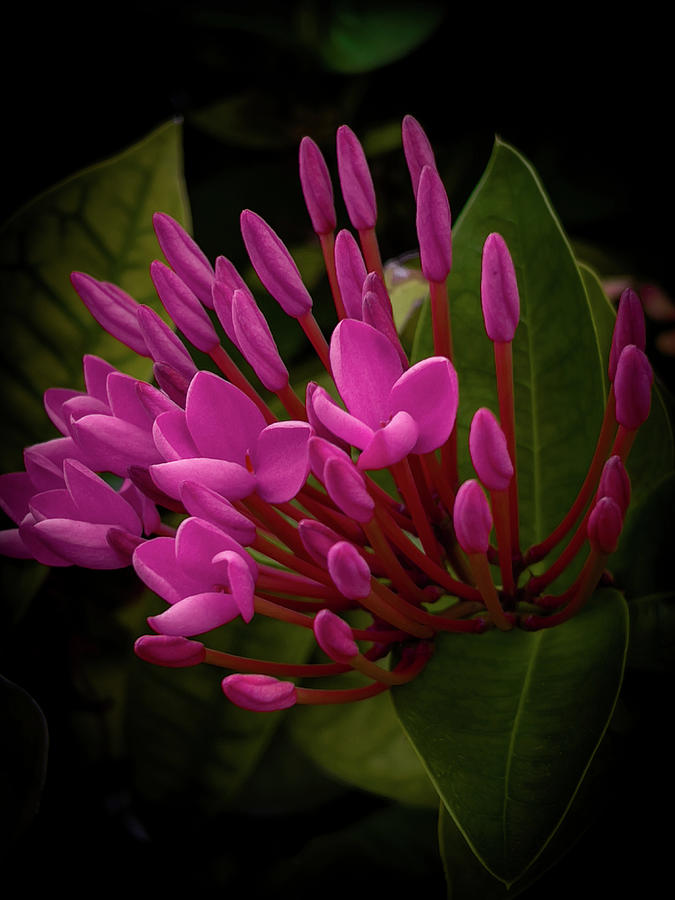 Pink Ixora Flowers Photograph by Sue M Swank
