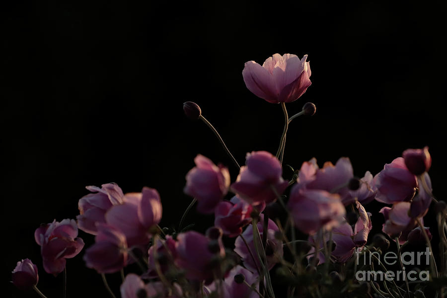 Nature Photograph - Pink Japanese Anemones by Terri Waters