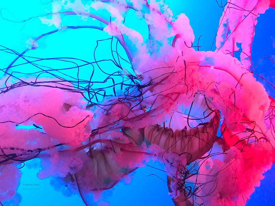 Pink Jelly Fish Photograph