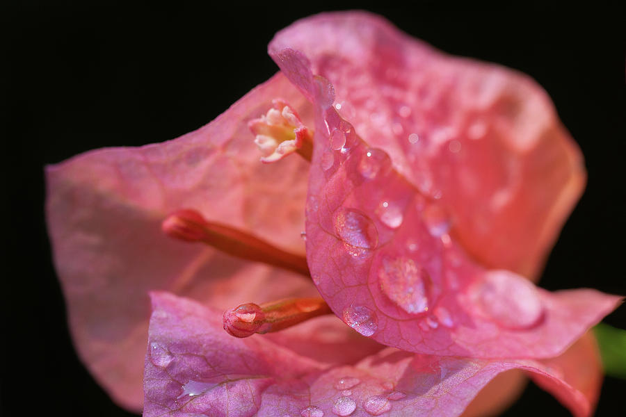 Pink Jewel Photograph by Ann Skelton