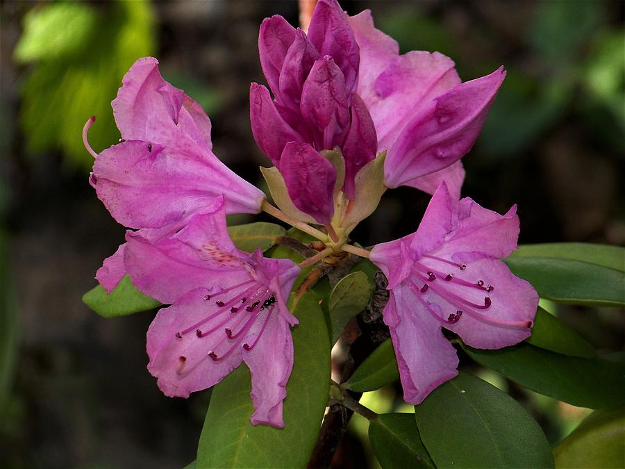 Flower Photograph - Pink by Julie Grace