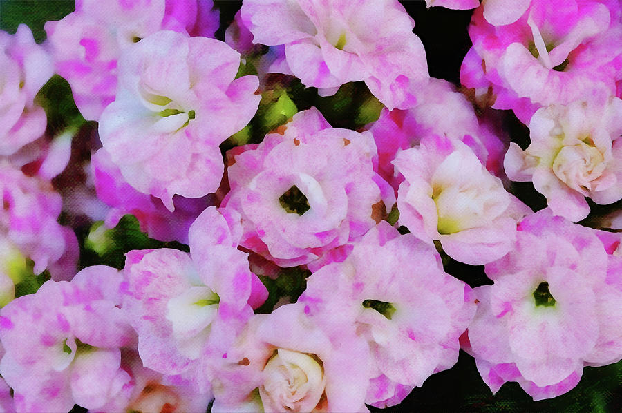 Pink Kalanchoe Flower Crowd Digital Art by Gaby Ethington