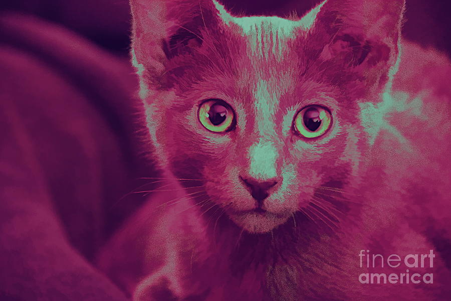 Pink Kitten Photograph by Andrea Anderegg