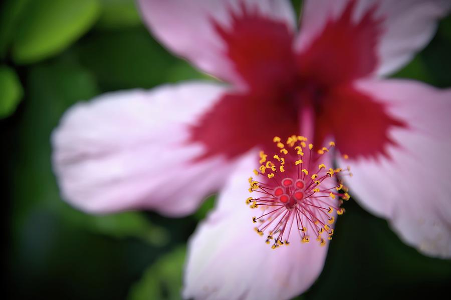 Pink Kokio Hibiscus Photograph