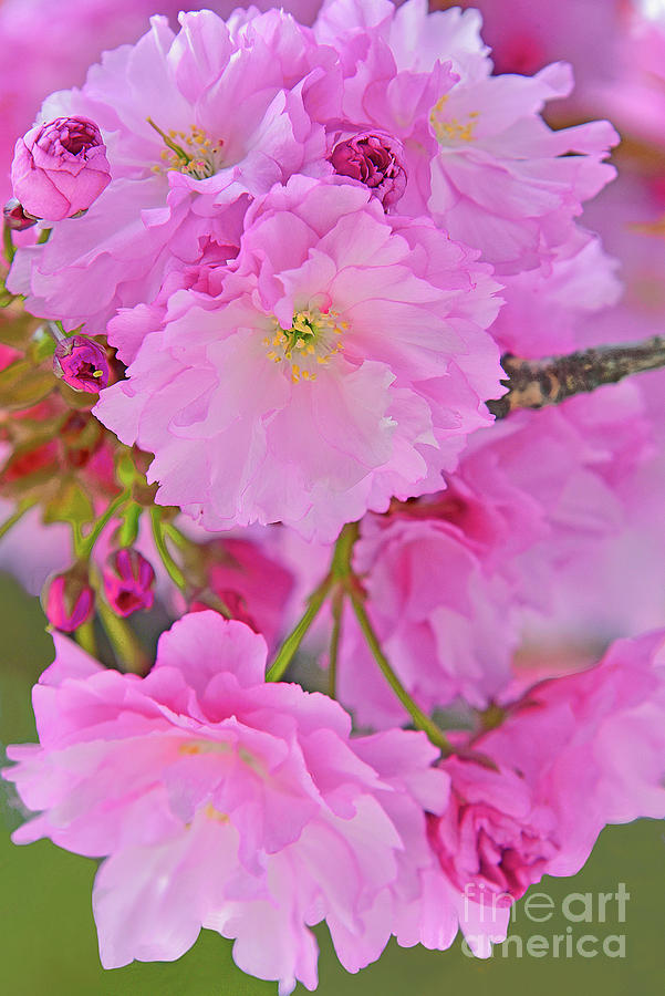 Pink Kwanza Cherry Blossom Cascade Photograph
