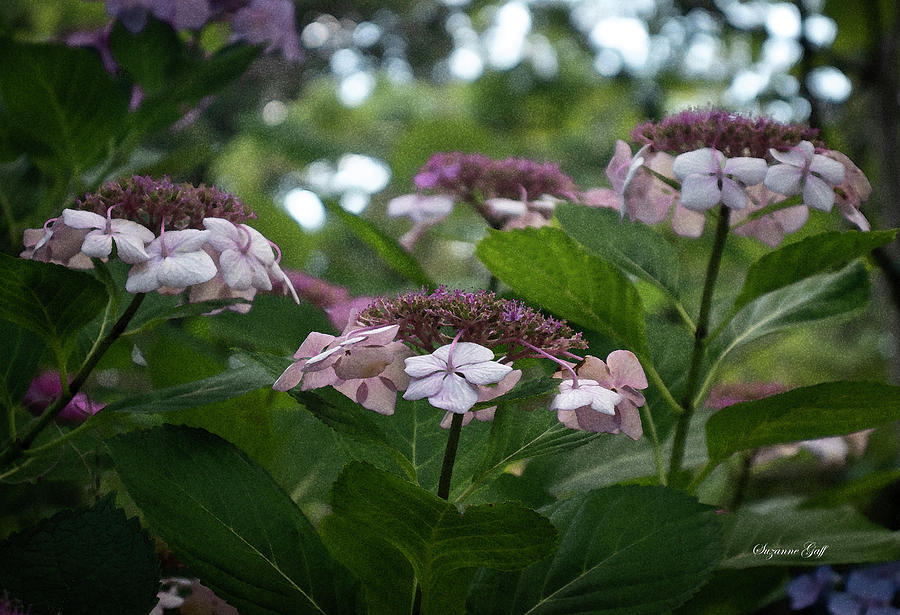 Pink Lace Cap Hydrangeas Photograph by Suzanne Gaff