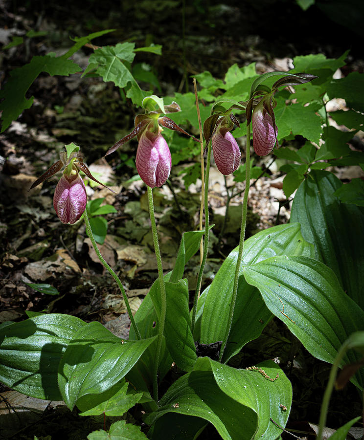 Pink Lady Slipper Photograph by Dean Ginther