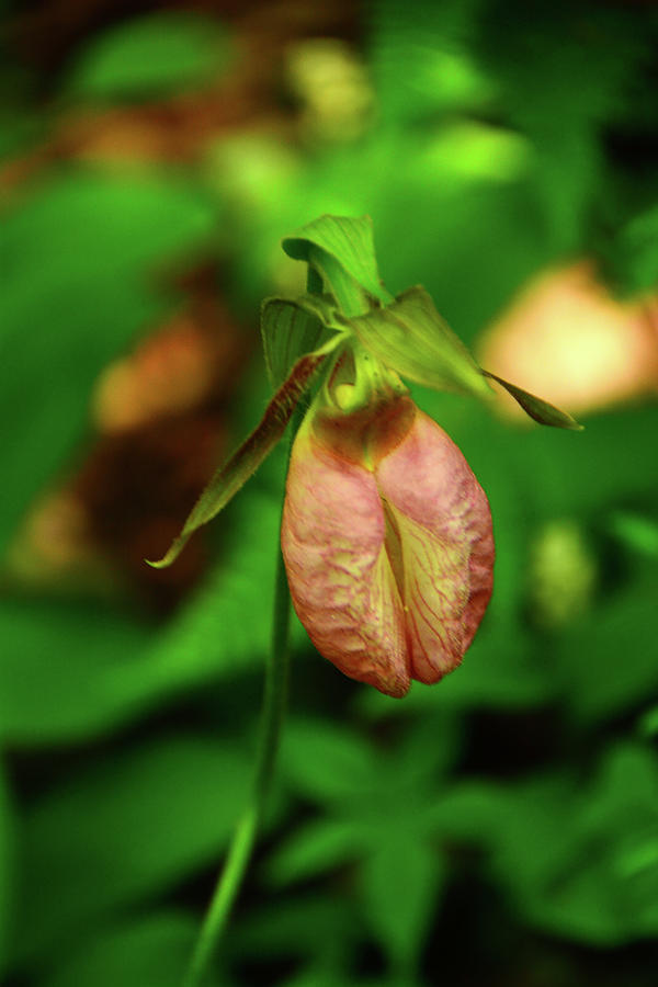 Pink Lady Slipper Orchid of Stratton Vermont Photograph by Raymond Salani III