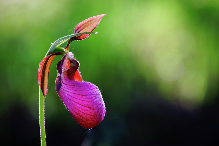 Pink Lady Slipper Wildflower Photograph by Douglas Allen Pink Lady Slipper Wildflower Photograph by Douglas Allen