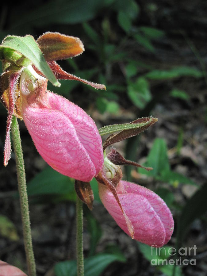 Pink Lady Slippers Photograph by Anita Adams