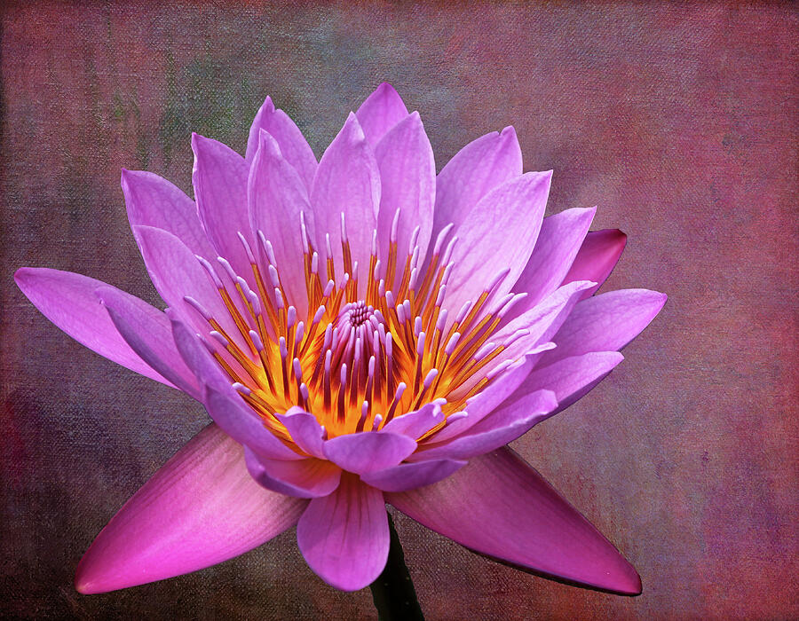 Pink Lady Water Lily Photograph by Judy Vincent