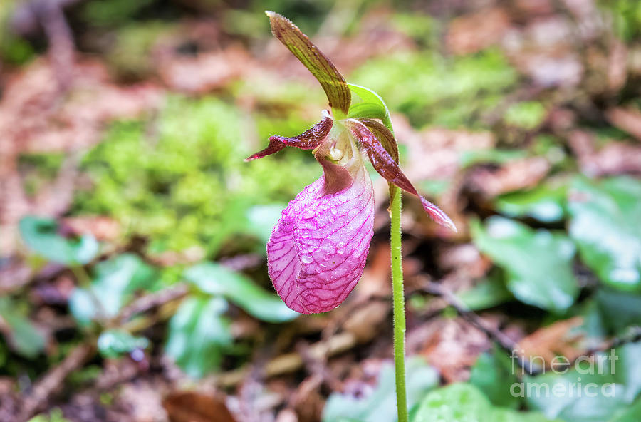 Pink Ladys Slipper Orchid Flower Photograph by Charline Xia