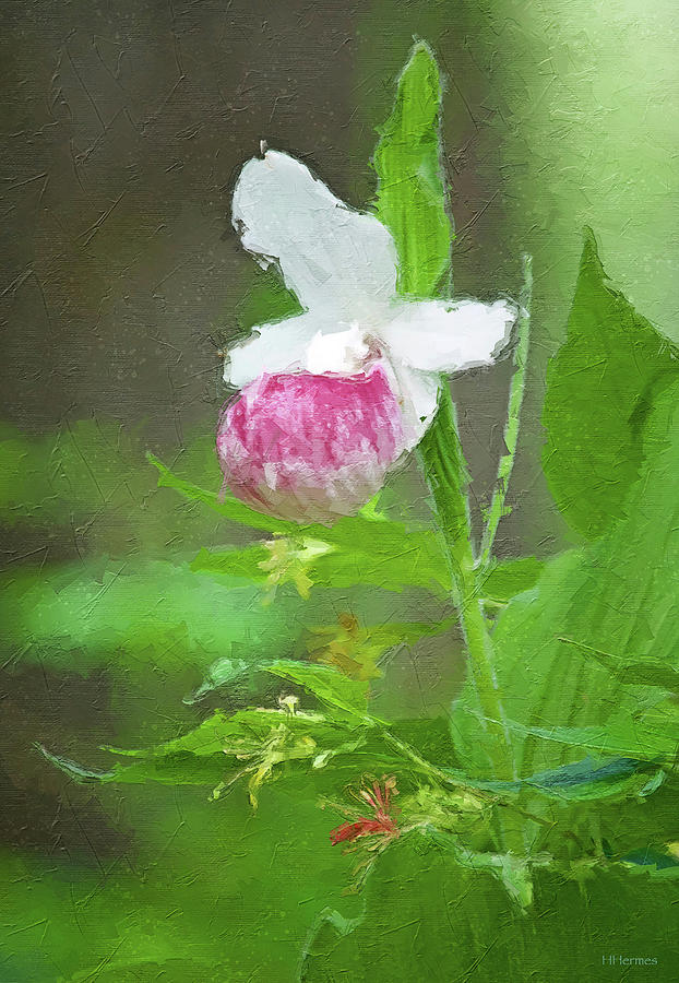 Pink Ladyslipper Digital Oil Painting Photograph by Hermes Fine Art