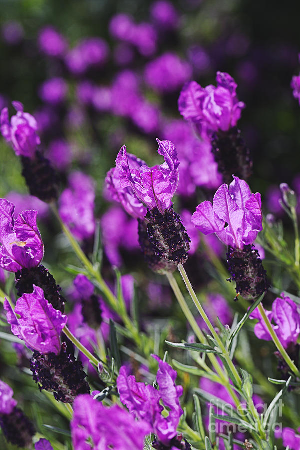Pink Lavender Flower Display Photograph by Joy Watson