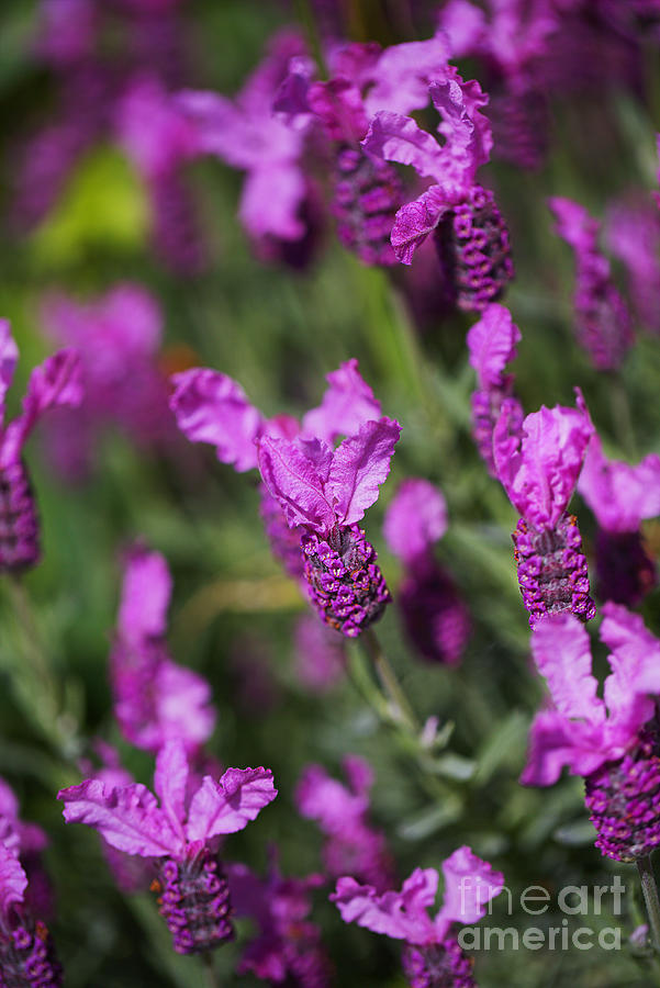Pink Lavender  Photograph by Joy Watson