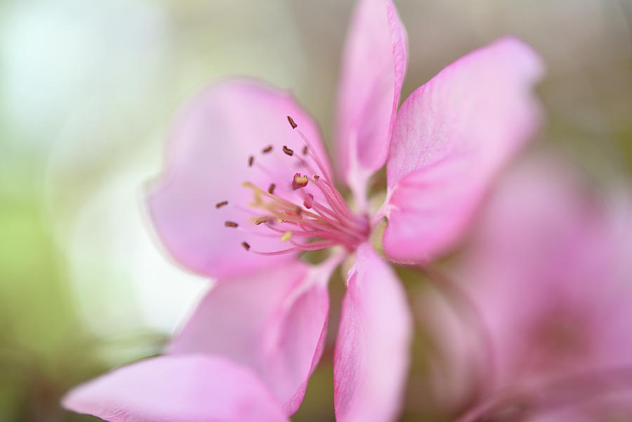 Pink  Photograph by Leanna Kotter