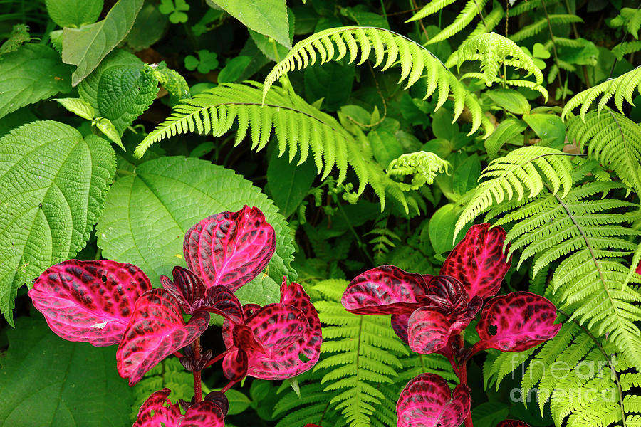Pink leaves and green ferns Photograph by James Brunker