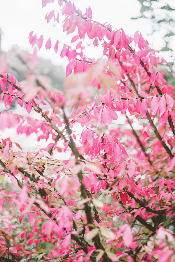 Pink Leaves on Autumn Tree - Delicate Nature Photography Photograph by Pati Photography