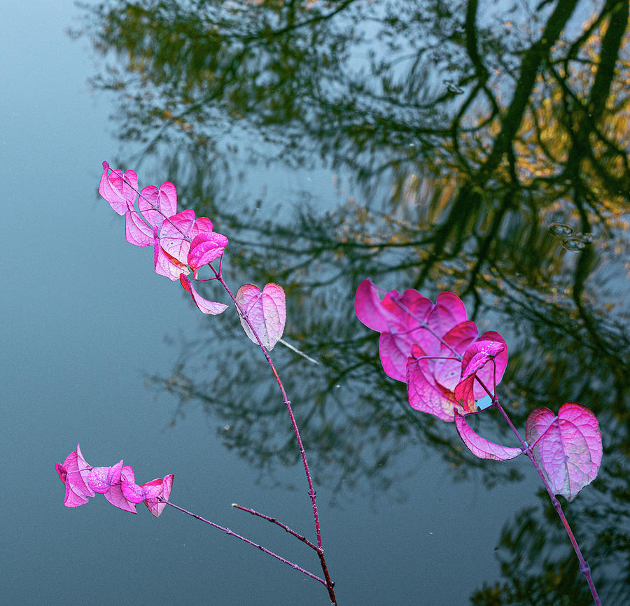 Pink leaves Photograph by Roni Chastain