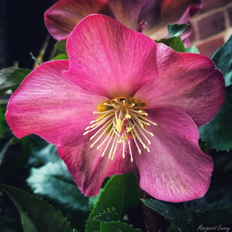 Pink Lenten Rose Photograph by Margaret Emory Design - Fine Art America