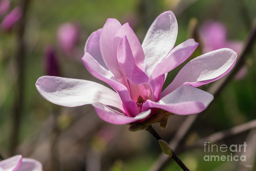 Pink Leonard Messel Magnolia Photograph by Jennifer White