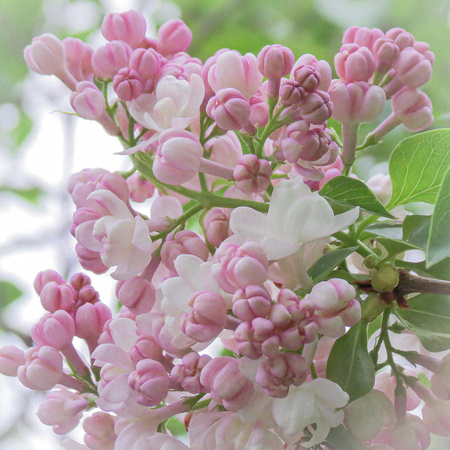 Pink Lilac Buds Photograph by Patti Deters