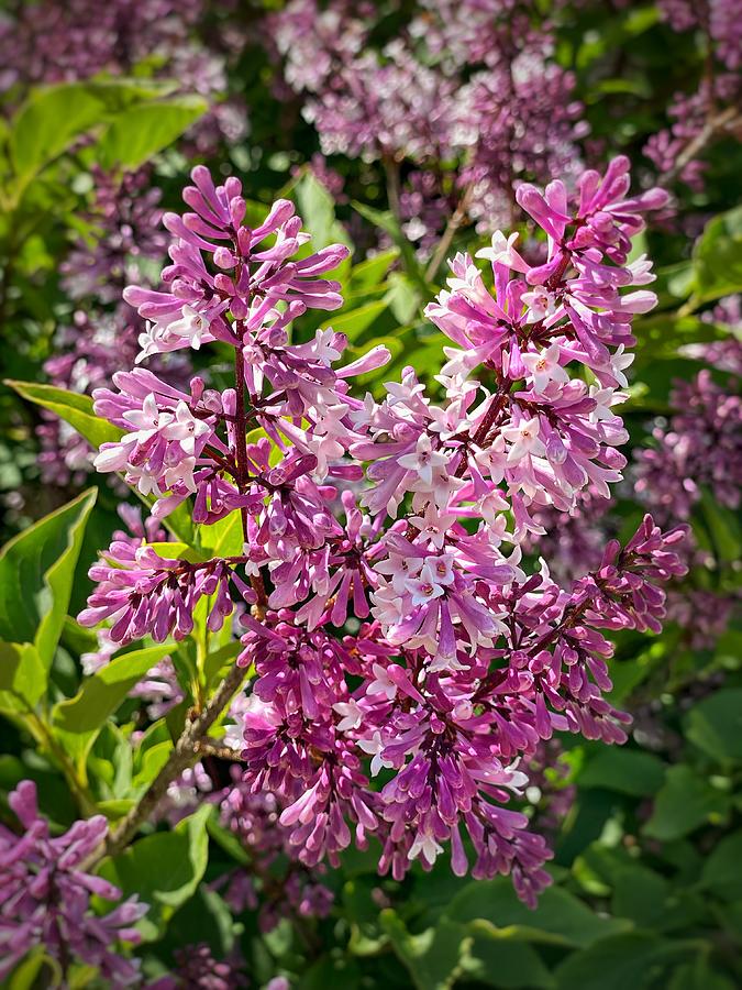 Pink Lilac Tree Photograph by Jerry Abbott