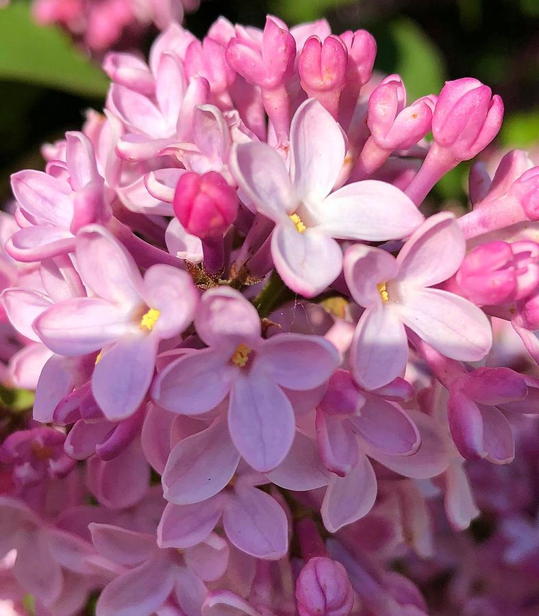 Pink Lilacs Photograph by Deahn Benware