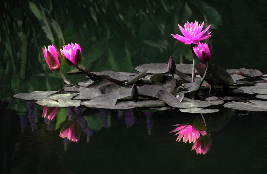 Pink Lilies and Reflections Photograph by Penny Lisowski