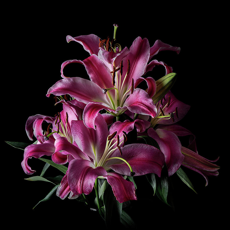 Pink Lilies Art Photo Photograph by Lily Malor