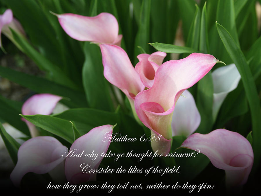 Pink Lilies Bible Verse Photograph by Beverly Read