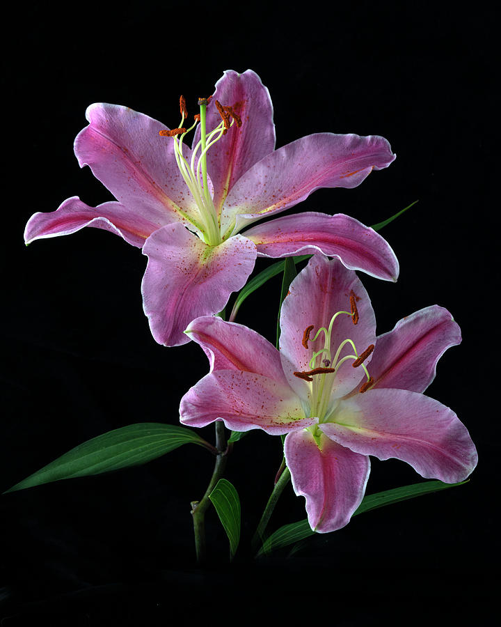 Pink Lilies Fine Art Photography Photograph