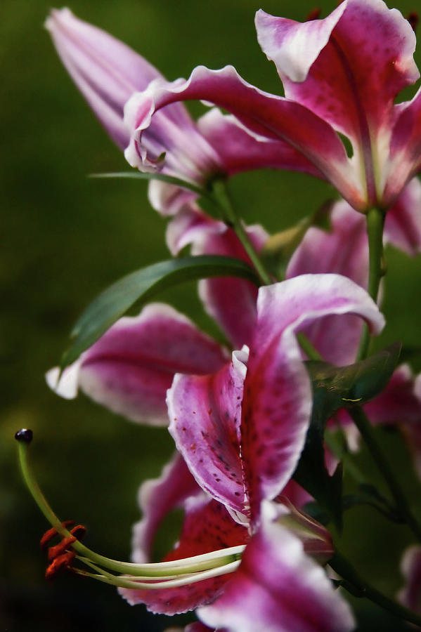 Pink Lilies Photograph by Sally Bauer