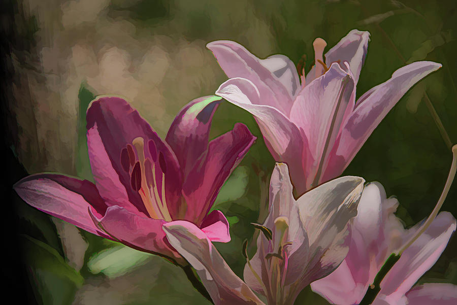 Pink Lillies in Acrylic Photograph by Alan Goldberg