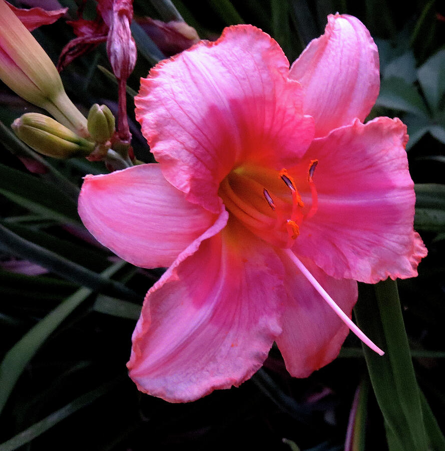 Pink Lilly Photograph by Linda Stern