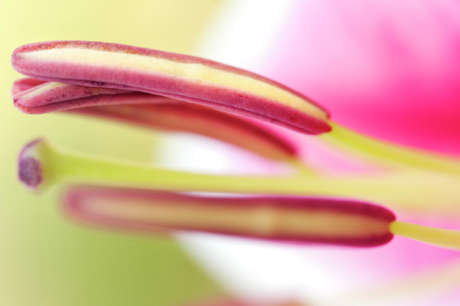 Pink Lilly Stamen Photograph by Iris Richardson