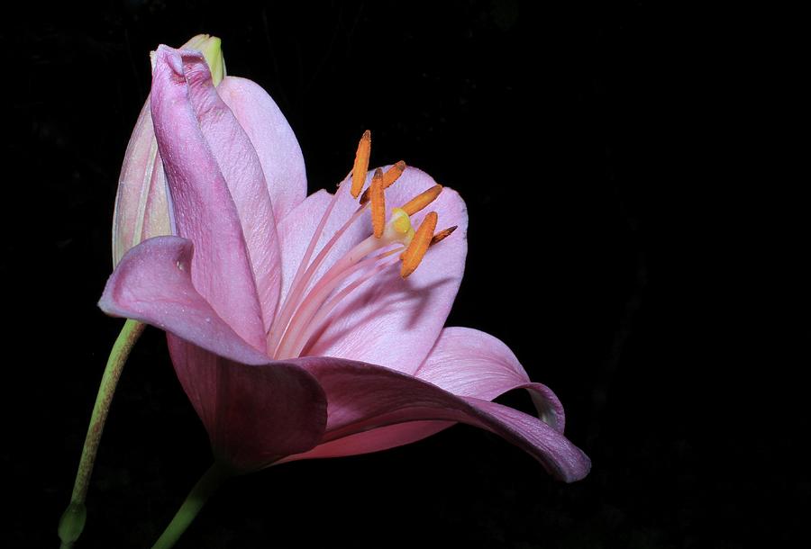 Pink Lilly Photograph by Tammy Schneider