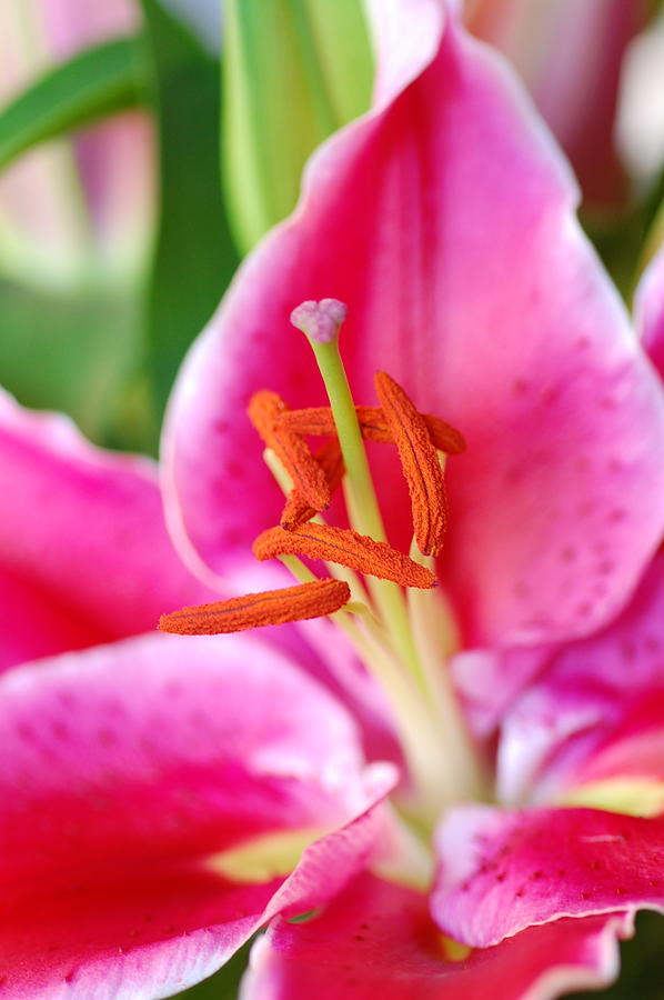 Pink Lily 1 Photograph by Amy Fose