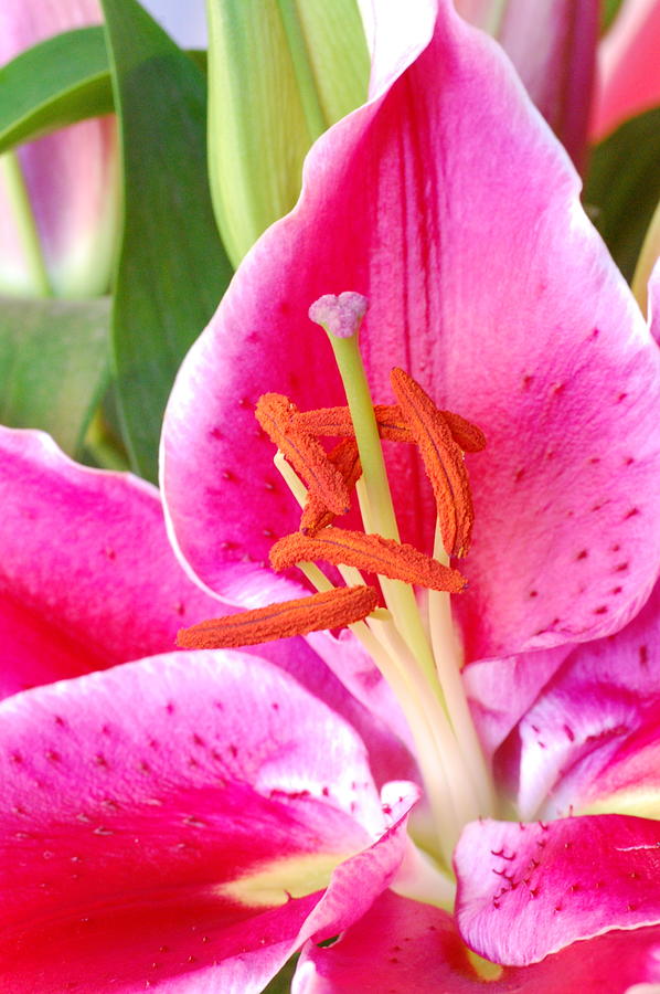 Pink Lily 2 Photograph by Amy Fose