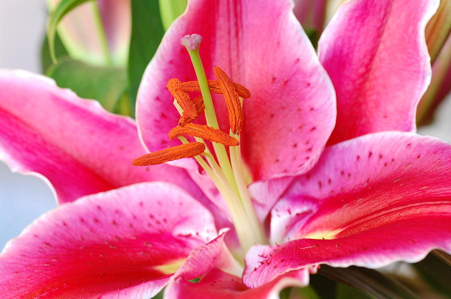 Pink Lily 3 Photograph by Amy Fose
