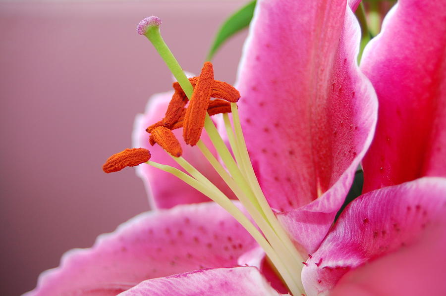 Pink Lily 4 Photograph by Amy Fose