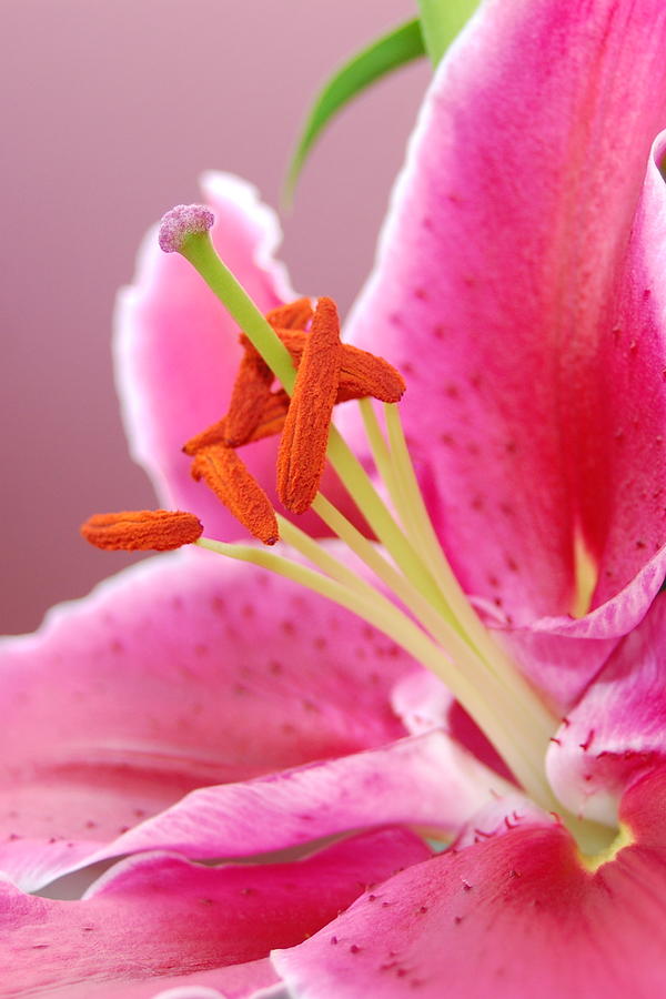 Pink Lily 5 Photograph by Amy Fose