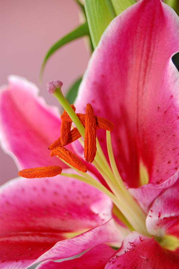 Pink Lily 6 Photograph by Amy Fose