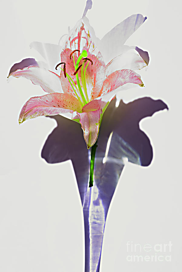 Pink Lily. Photograph