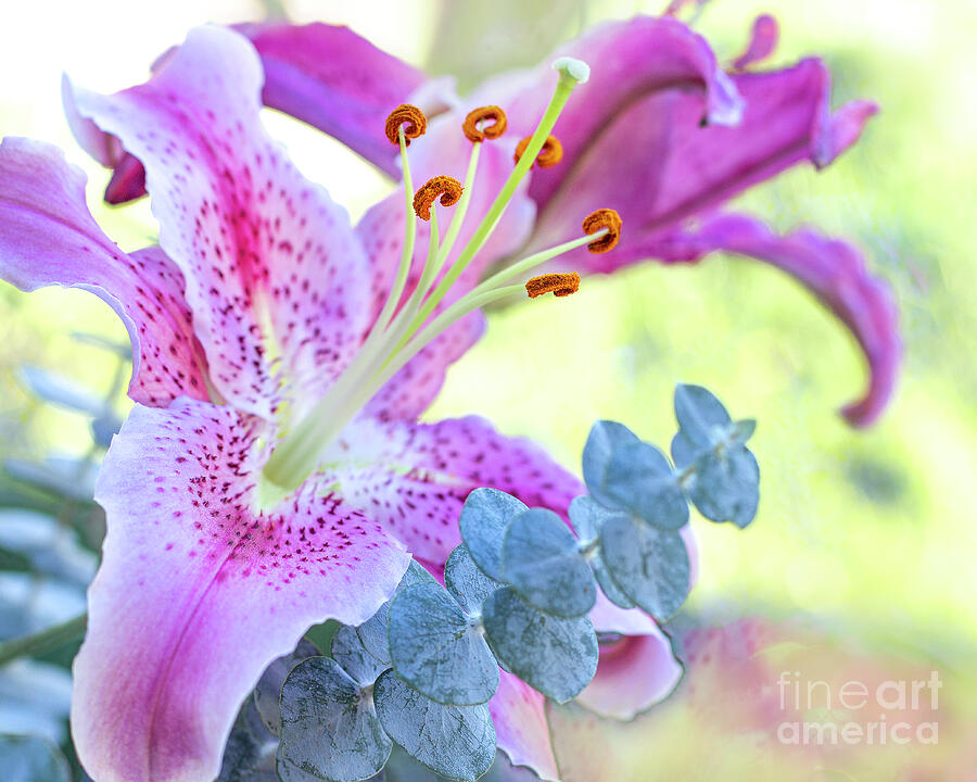 Pink Lily and Eucalyptus Photograph by Laura L Leatherwood Pink Lily and Eucalyptus Photograph by Laura L Leatherwood