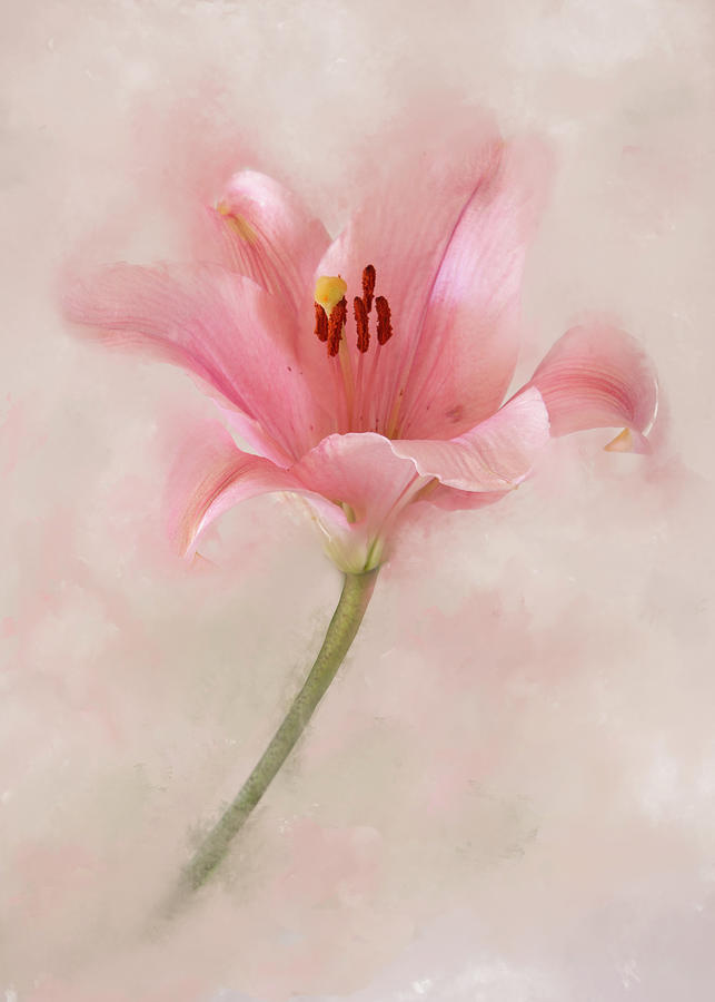 Pink Lily Photograph by Ann Bridges