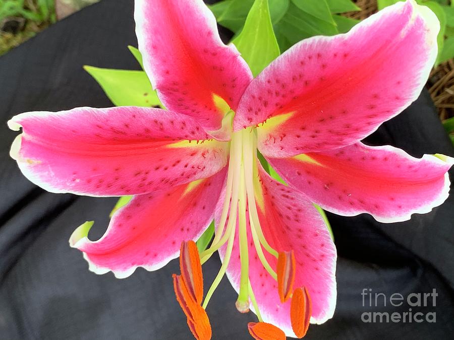 Pink Lily - Flower Photography Photograph by Catherine Wilson