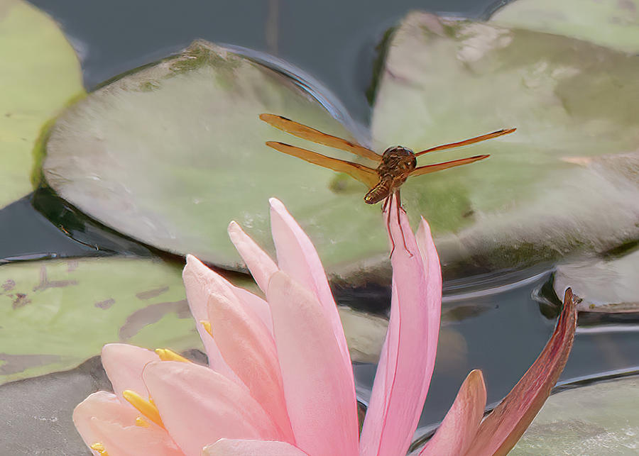 Pink Lily Dragonfly Photograph by Robert Wilder Jr